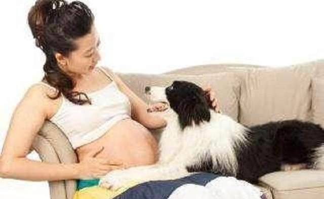孕期养宠物，后果会这样？这些知识你需要先知道