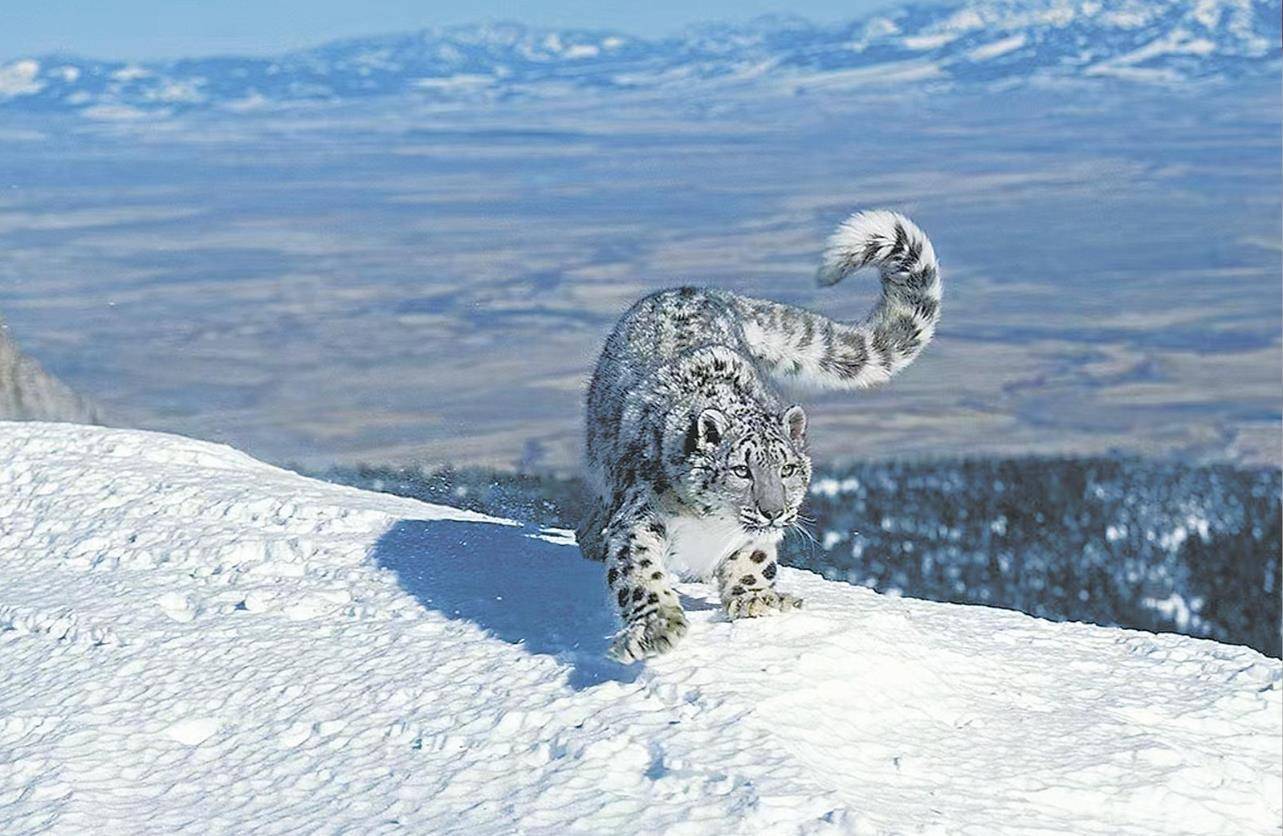 男子猎杀雪豹并剥皮加工，两月后又猎杀北山羊食用 涉案价值55万元，获刑5年