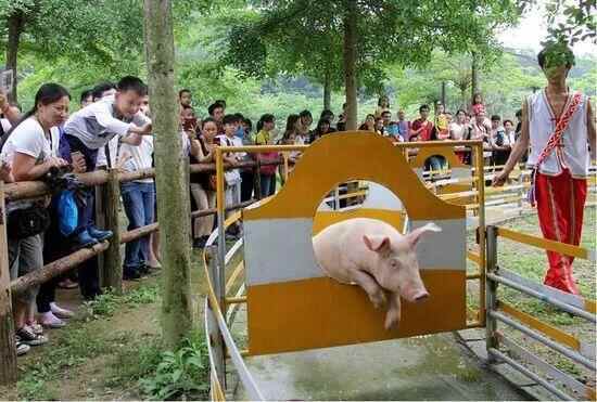 屠夫下乡买猪遇到猪跪地不起、身体颤抖！当事人：从来没见过这样的猪，“先养着，暂时不准备杀了”