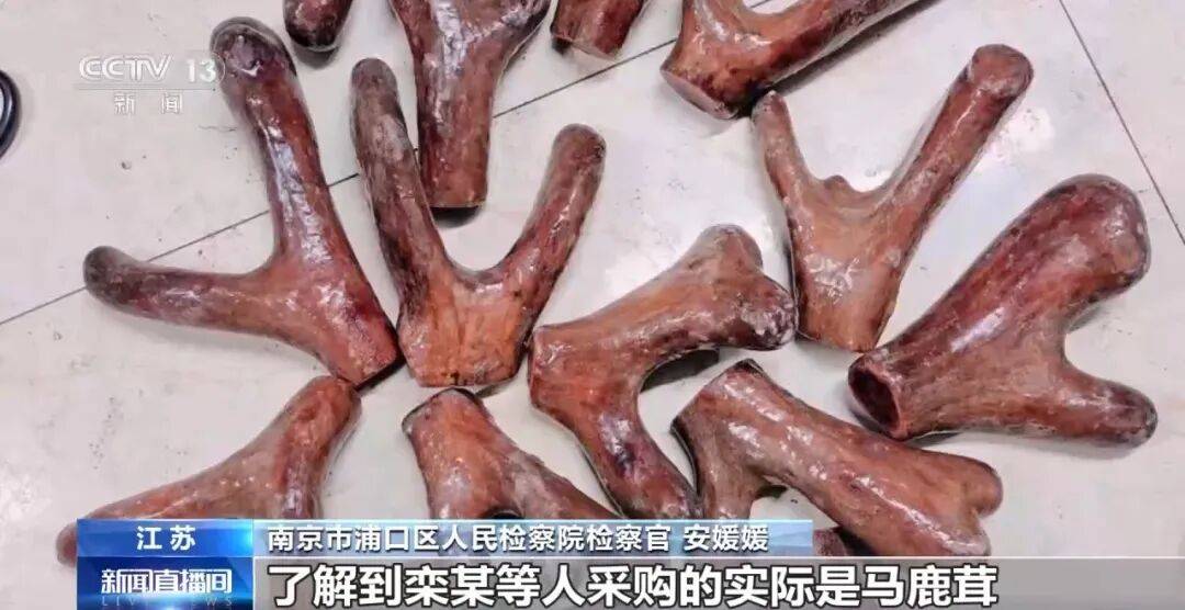 老人不买天价鹿茸被一脚踹翻,南京一团伙暴力威逼老人买单,100多人被骗,涉案金额90余万元,多数老人乖乖回家拿钱,甚至被逼去银行取款